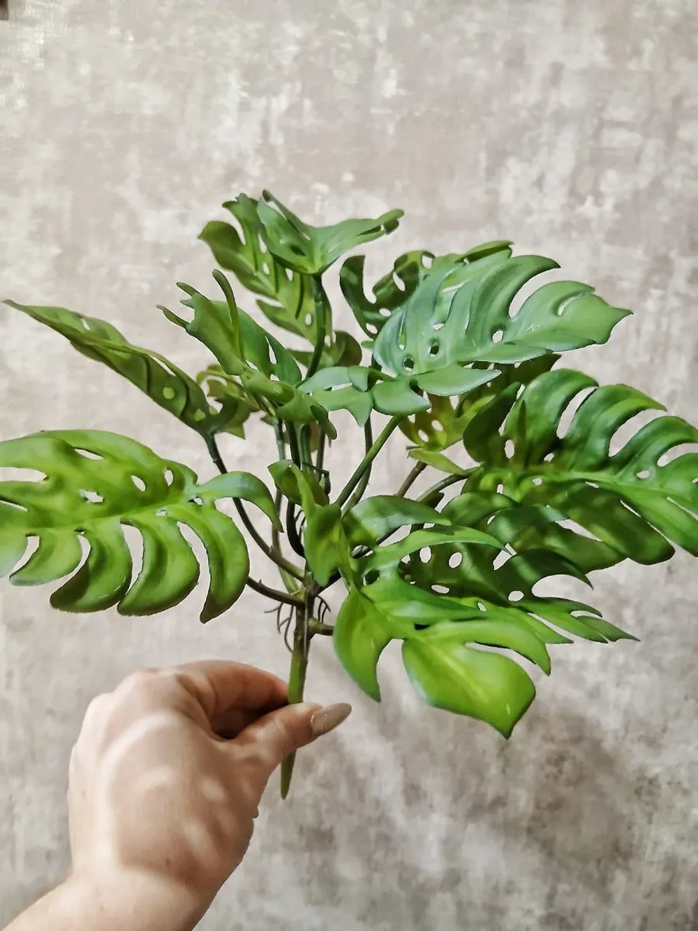 Куст монстера, 9 листьев. 3 шт.