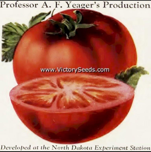 Помидоры - Bison - Бизон