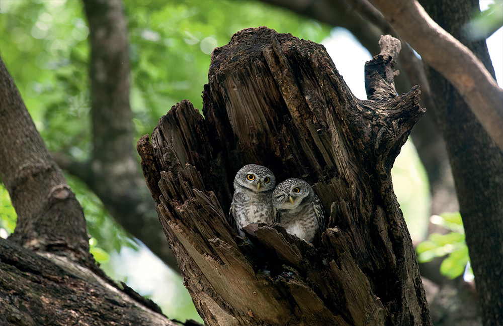 Календарь трехсекционный на 2026 год, "Совушки"