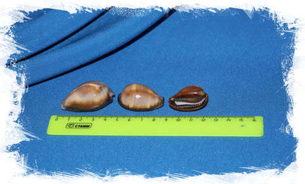 Ракушки Ципреи Оникс, 3-5см, 100гр, 12шт