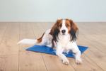 Охлаждающая подстилка для собак Trixie Cooling Mat, размер 90х50см.