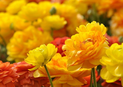 Фото на стекле "Жёлтый парад" Декор для дома, подарок