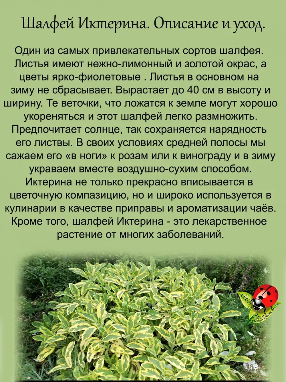 Шалфей Иктерина вариегатный золотой