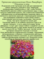 Гортензия Шлосс Вакербарт Замок крупнолистная