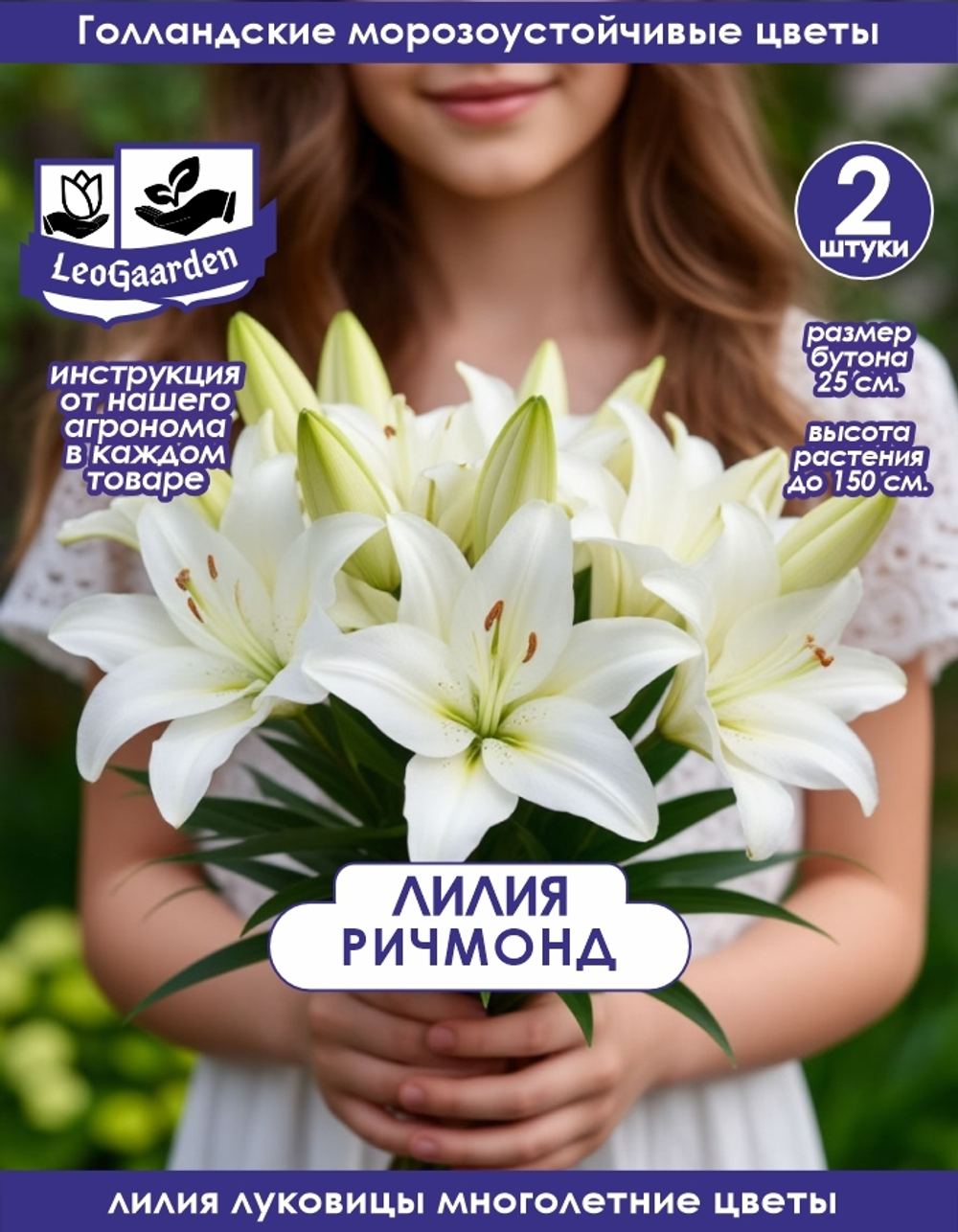 Лилия Луковица цветов, Ричмонд, разбор 22/24, 2 шт