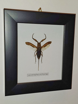 Клоп Laccotrephes в рамке