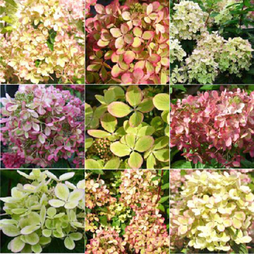 Гортензия метельчатая Пэстел Грин Rencolor