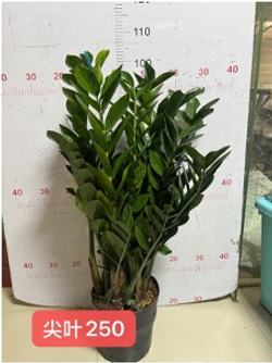 Замиокулькас Pointed Leaf д. 25