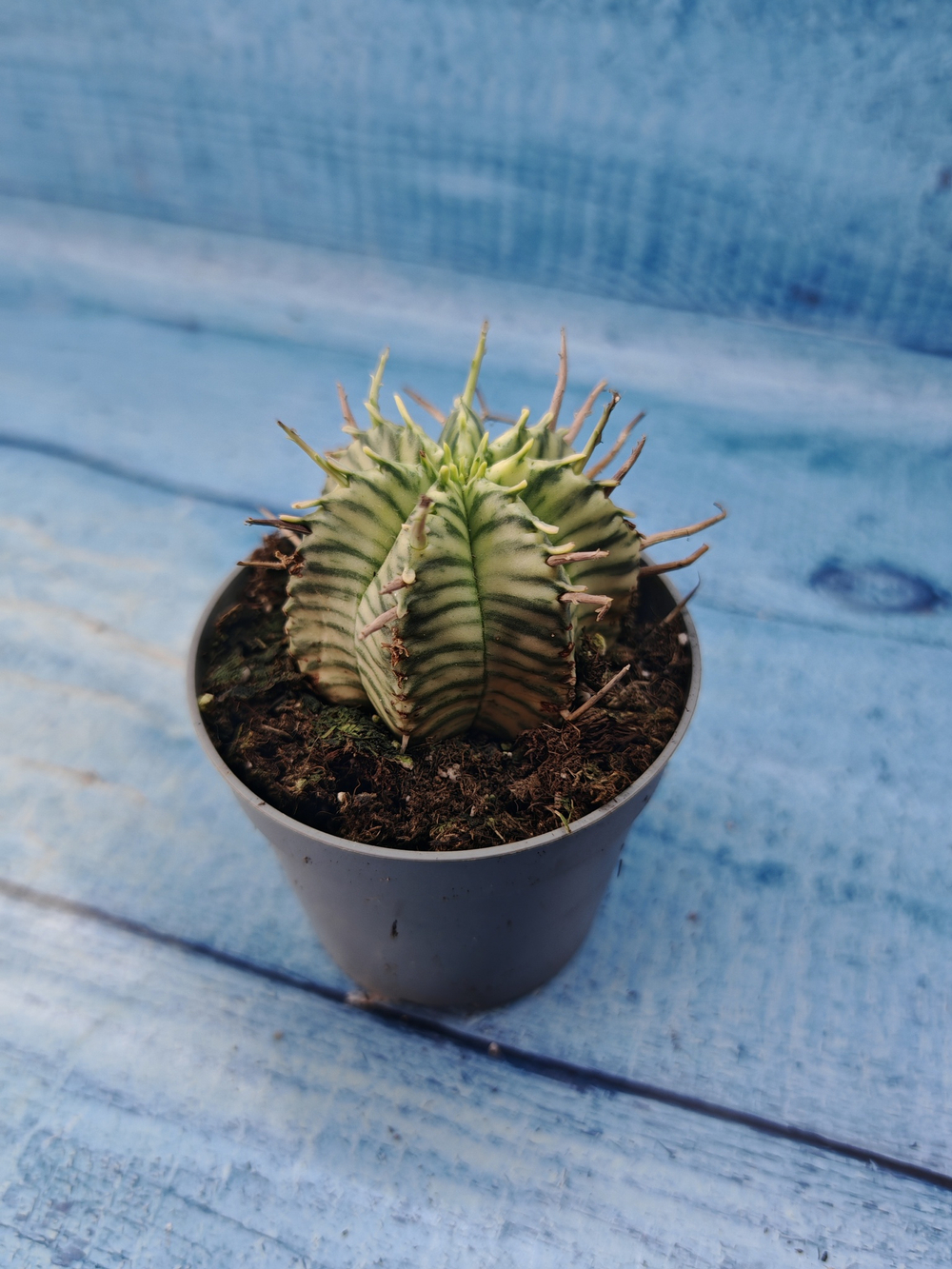 Euphorbia meloformis f. Variegated (Эуфорбия вариегатная)