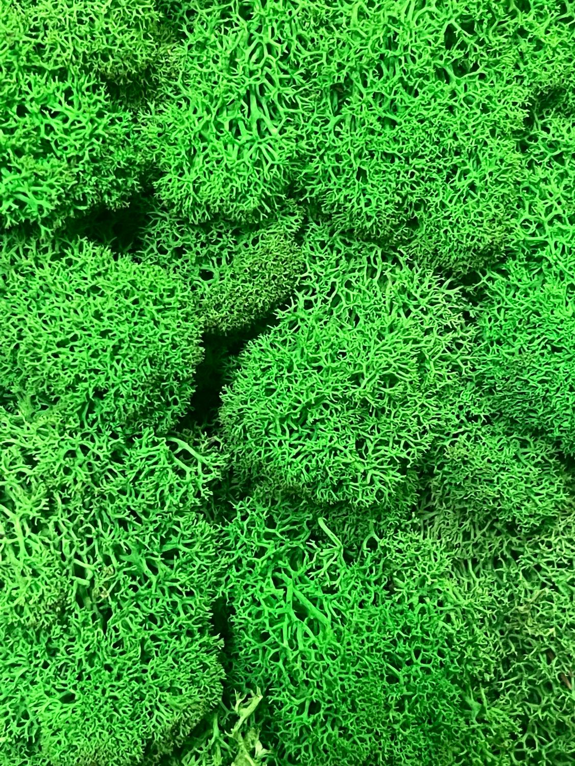 Мох стабилизированный , цвет: зеленый 100г.