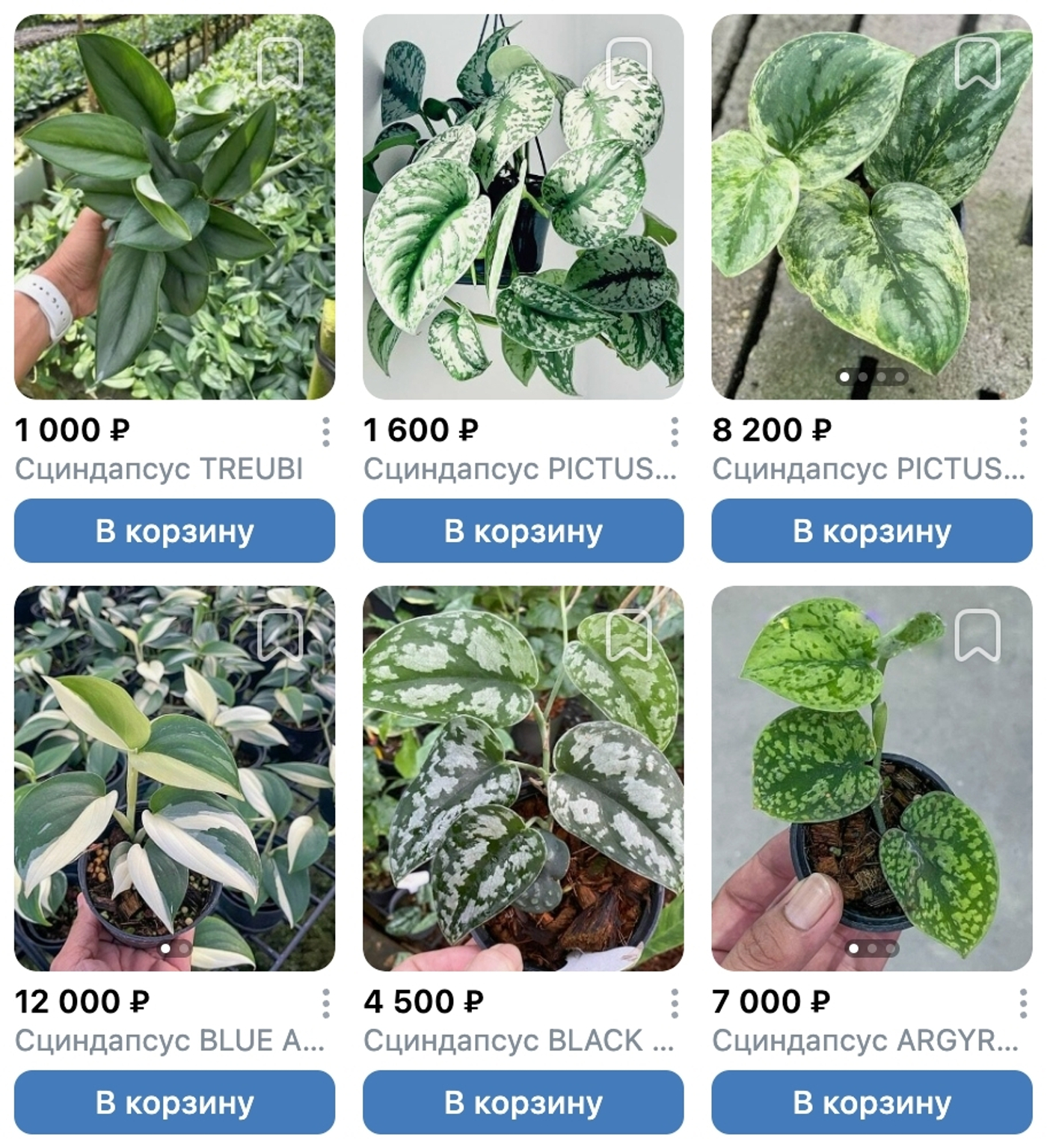 Предзаказ Ароидные Таиланд, поставка S07 июнь 2026