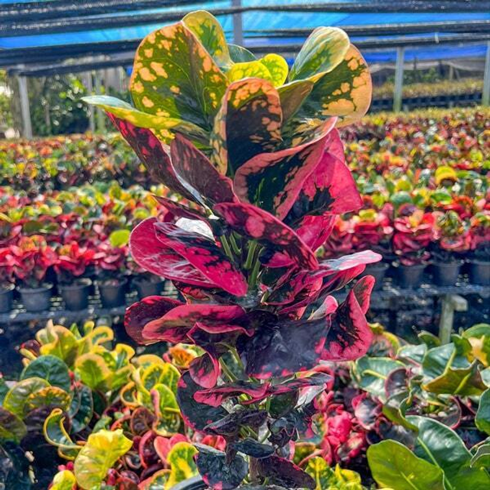 Кротон SRI SANGA