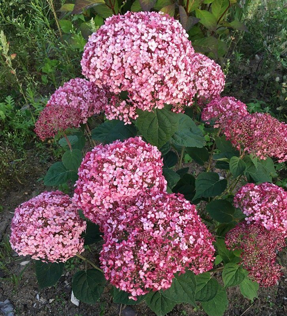 Гортензия древовидная Свит Аннабель Р9 Закупка М59 апрель 2026