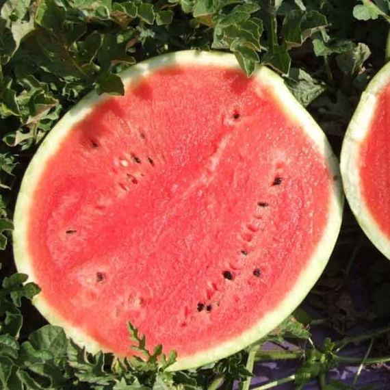 ЮЛИЯ F1 семена арбуза (Nunhems | Alexagro) – фото 6