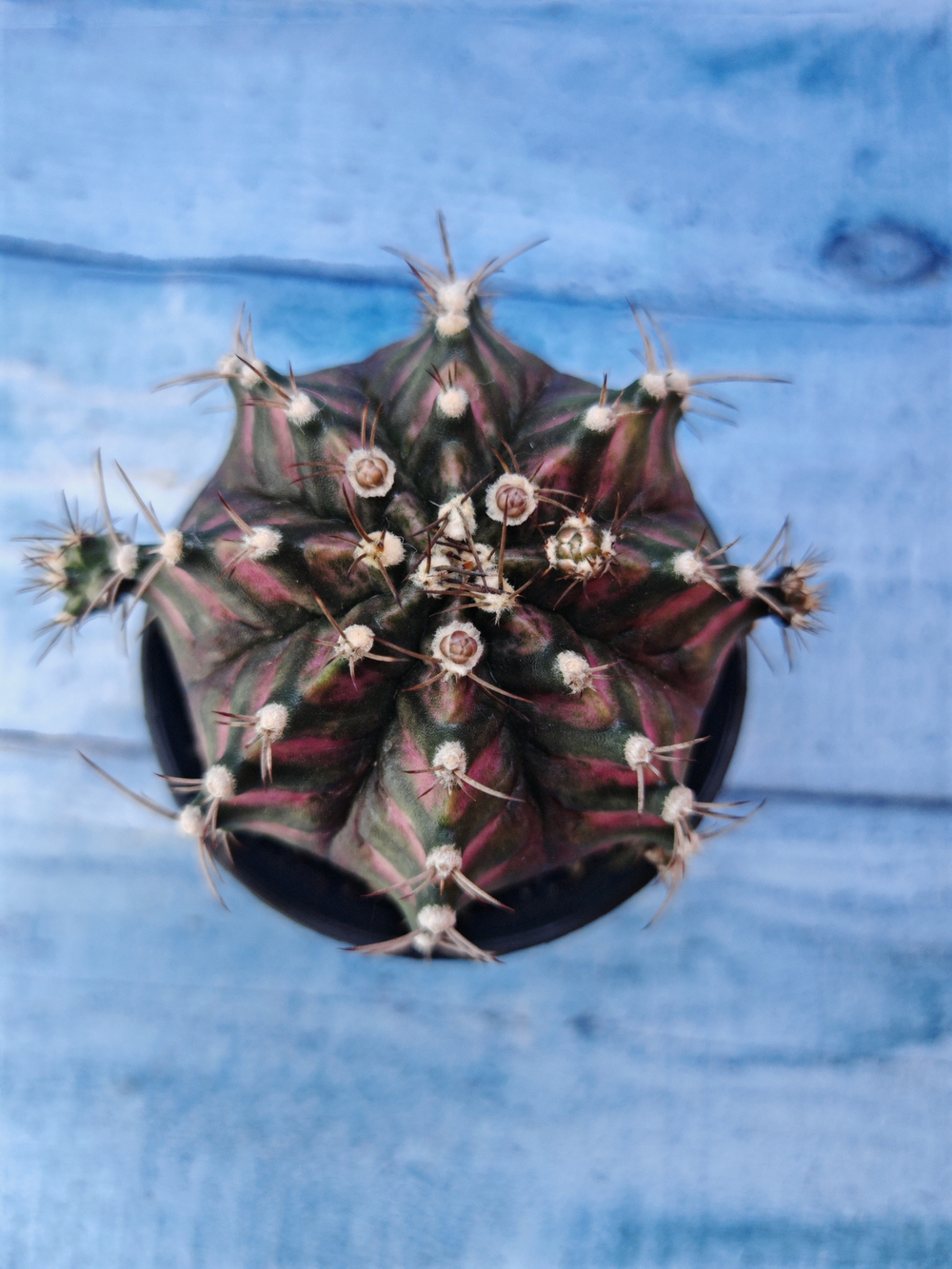 Gymnocalycium T-Rex Pink hybride (Гимнокалициум T-rex)