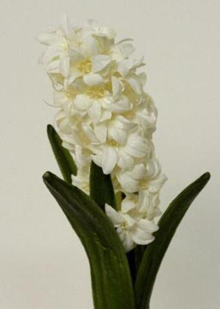 Гиацинт белый