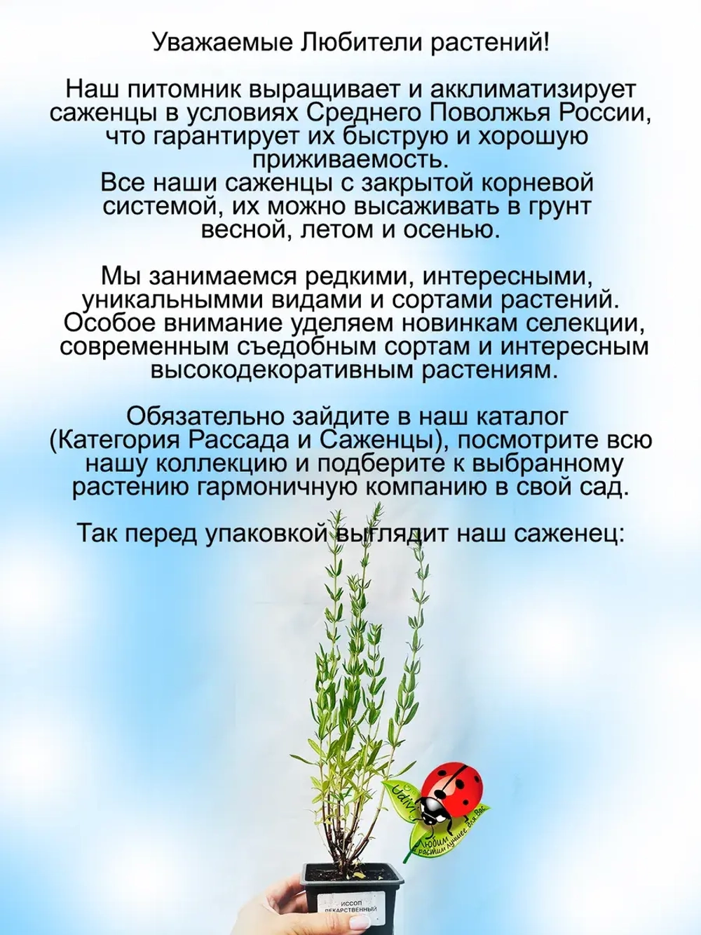 Исоп лекарственный Синий