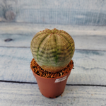 Euphoria Obesa (Эуфорбия)