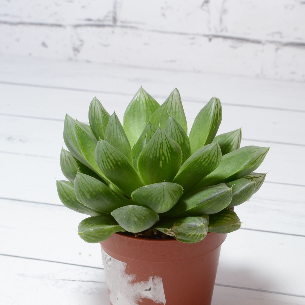 Haworthia Cymbiformis (Хавортия Ладьевидная)