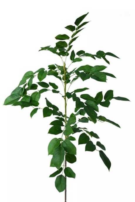 Ветка гуавы большая