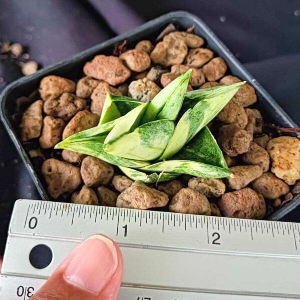 Сансевиерия BONCEL MINI VAR