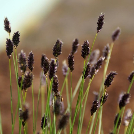 Сеслерия голубая. Sesleria caerulea.