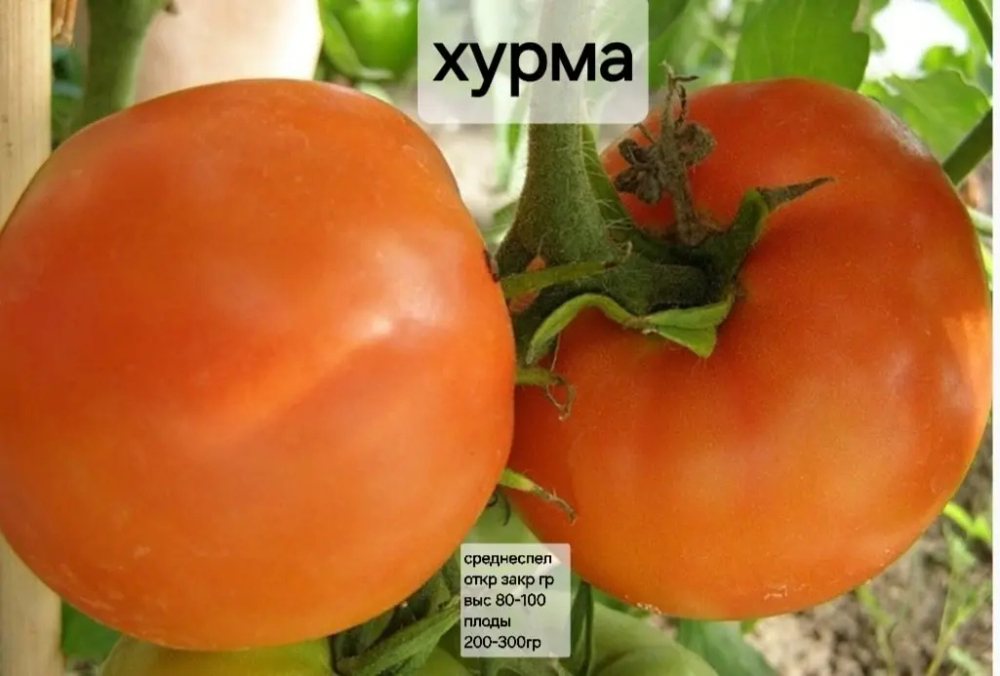 ХУРМА