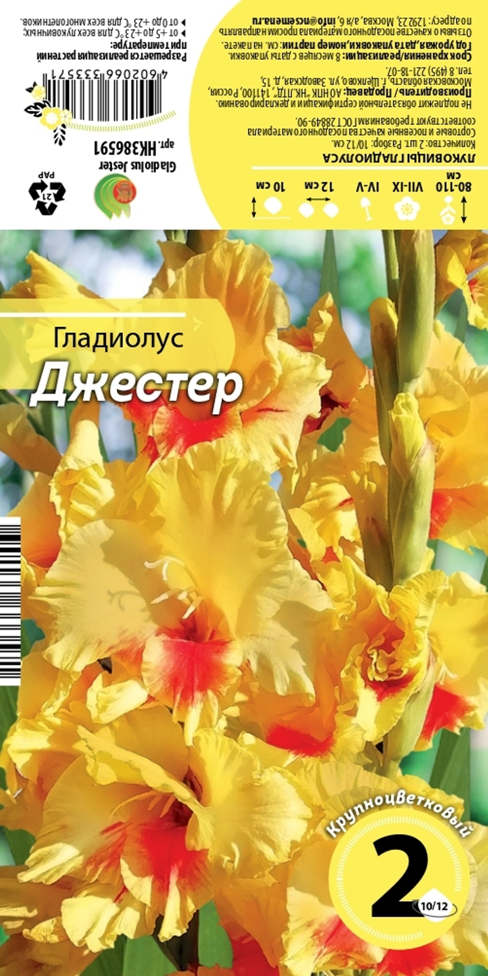 Луковица Гладиолус Джестер 2шт