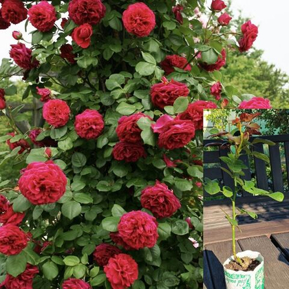 Роза Тесс оф зе Дэрбервилль плетистая, саженец с ЗКС.