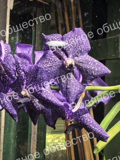 Орхидея рода Ванда (Vanda) 2