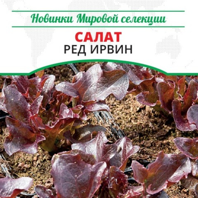 Салат Ред Ирвин (Red Irwin)