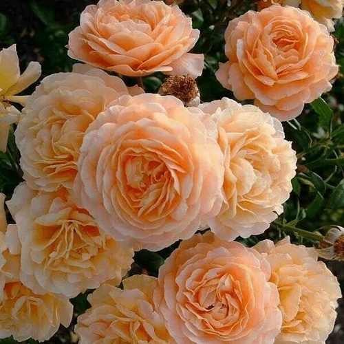 Роза на Штамбе Эприкот Скай