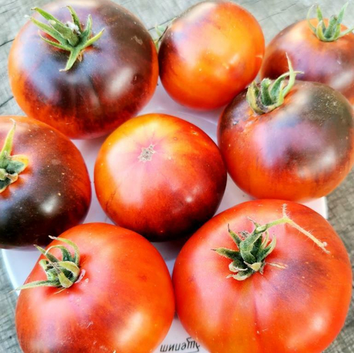 Помидоры Голубой Ананас - Ananas Bleu Tomato