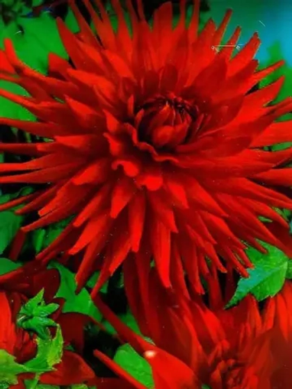 Георгин кактусовидный Форестел