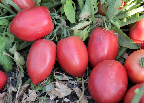 Томат Пинк плам F1