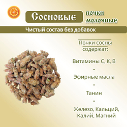 Сосновая почка.