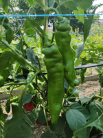 Веридор F1 семена перца ( Yuksel Tohum / )