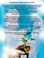 Эхинацея махровая "Лимонный леденец" Лимон Дроп