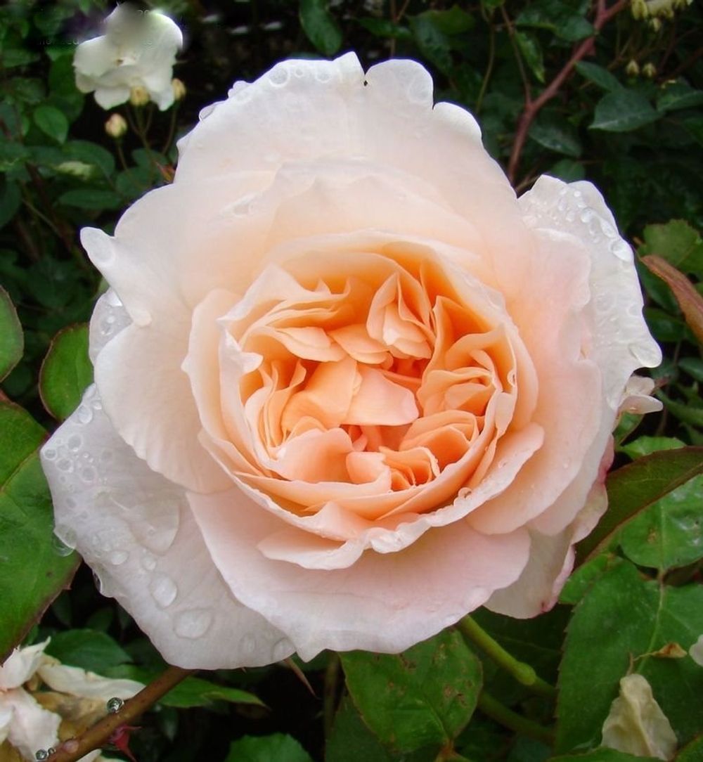 Мария Магдалина (Mary Magdalene)