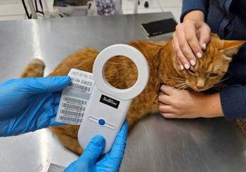 Чипирование домашних животных