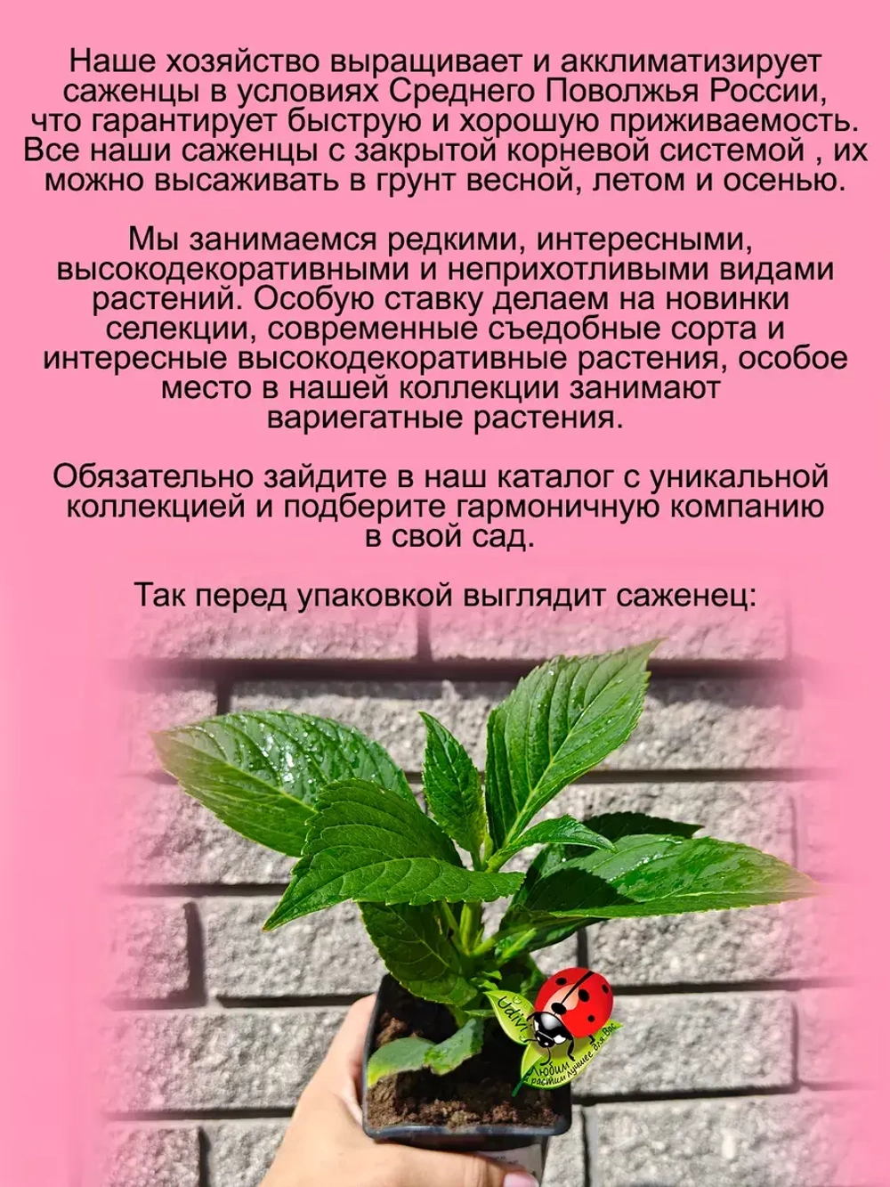 Гортензия Мисс Суори крупнолистная морозостойкая