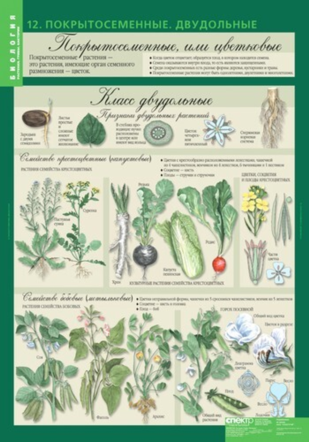 Комплект таблиц "Биология 6 кл. Растения, грибы, бактерии" (14 таб.)