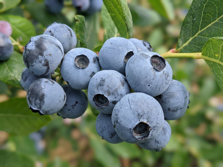Голубика «Блюэтта» (Самая ранняя, Компактная, Сладкая)