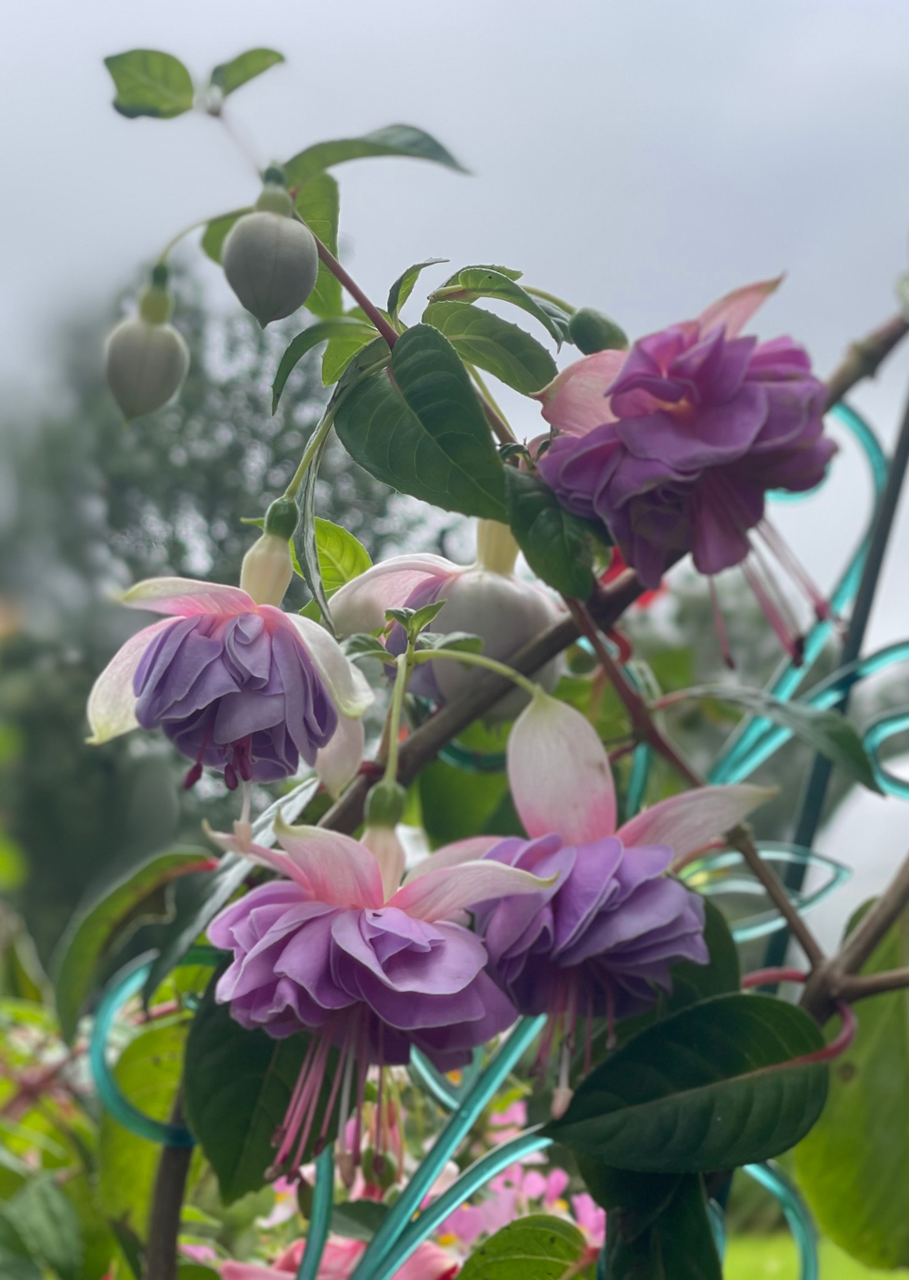 Фуксия Lenny Ervin