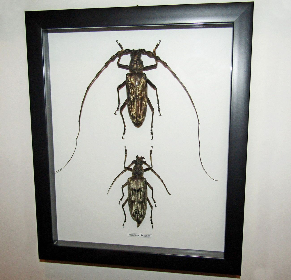 Жук Neocerambix gigas пара в рамке