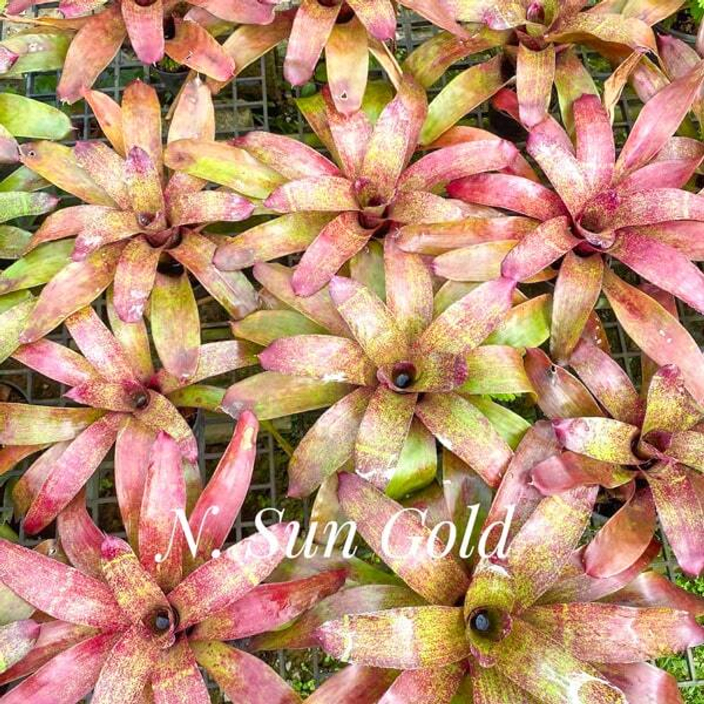 Неорегелия SUN GOLD (T123)
