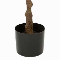 Фикус Эластика высота 160 см