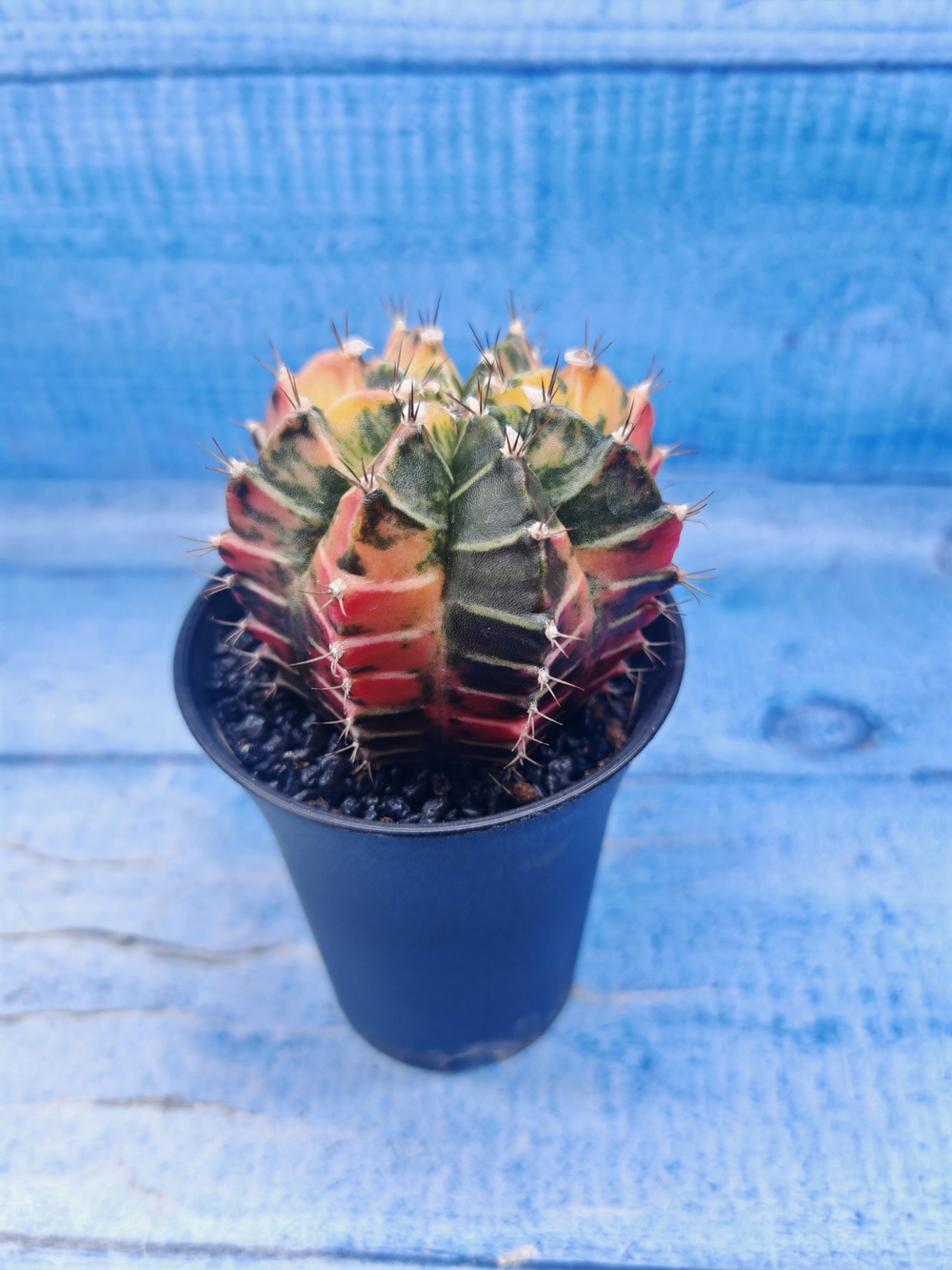 Gymnocalycium Variegata (Гимнокалициум Вариегатный)