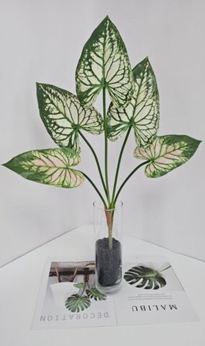 Каладиум / Арт 6379