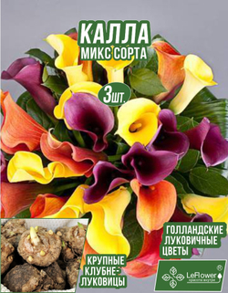 Калла Микс сорта (3шт)